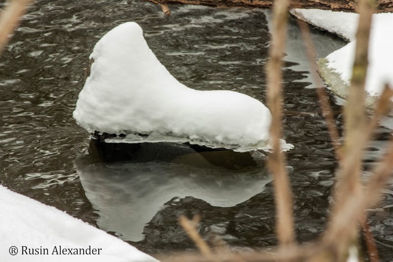 Yeast cells for wine fermentation - understanding yeast in winemaking